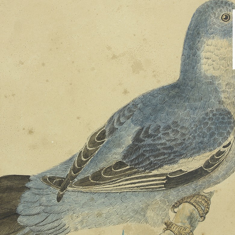 Pareja de ilustraciones de aves, S.XX - 2
