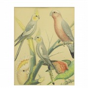Conjunto de cuatro láminas de pájaros, S.XX