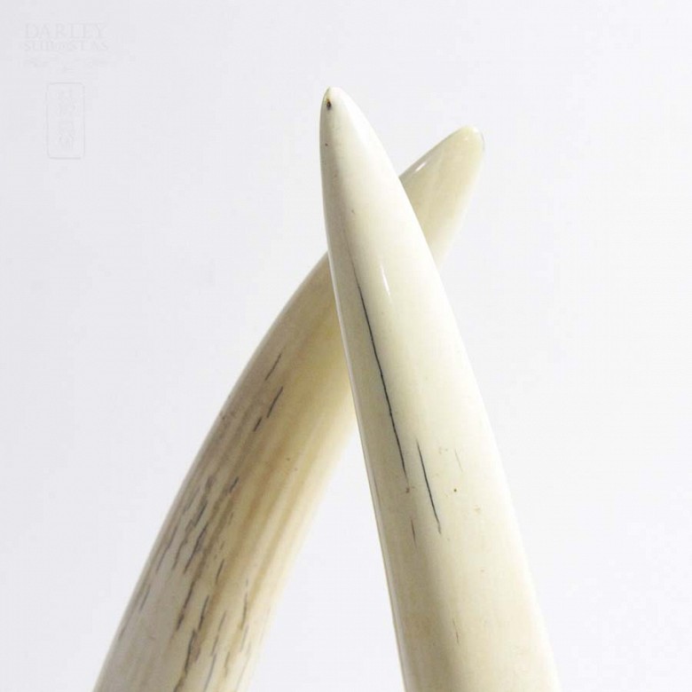 Pair of carved tusks - 5
