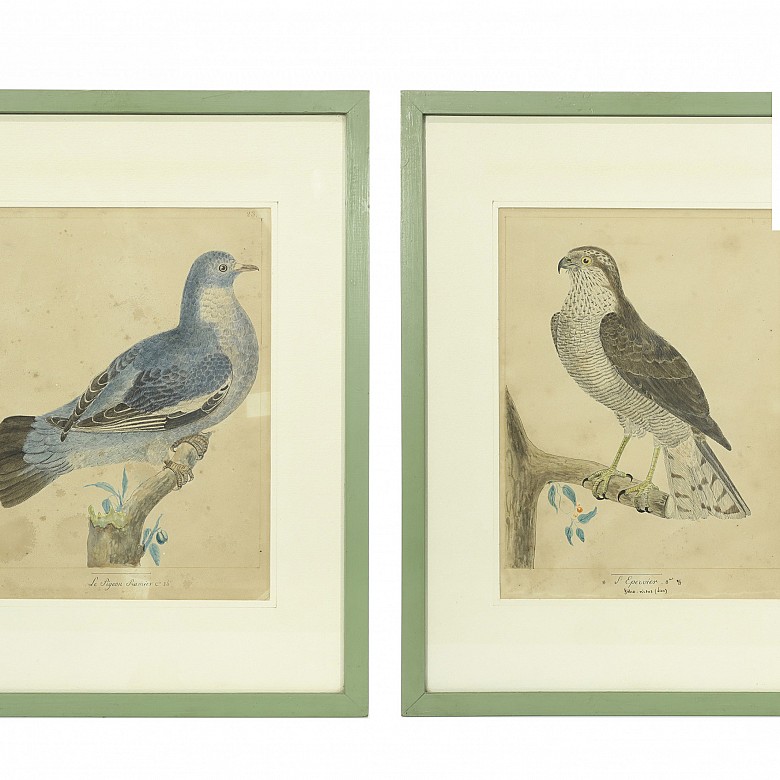 Pair of illustrations of birds, 20th century