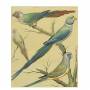 Conjunto de cuatro láminas de pájaros, S.XX