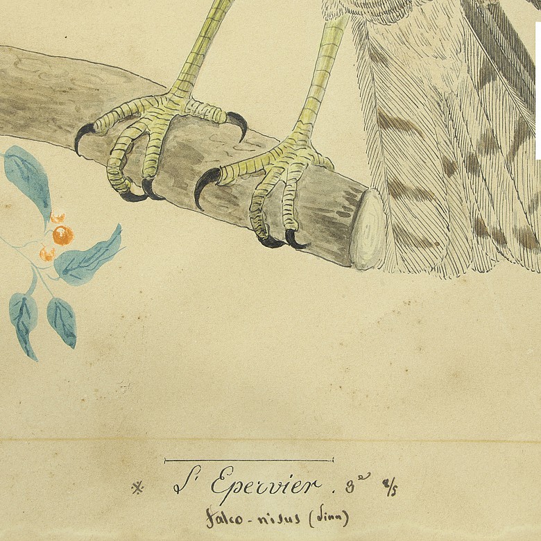 Pair of illustrations of birds, 20th century