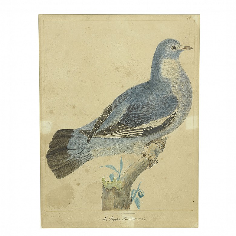 Pareja de ilustraciones de aves, S.XX - 1
