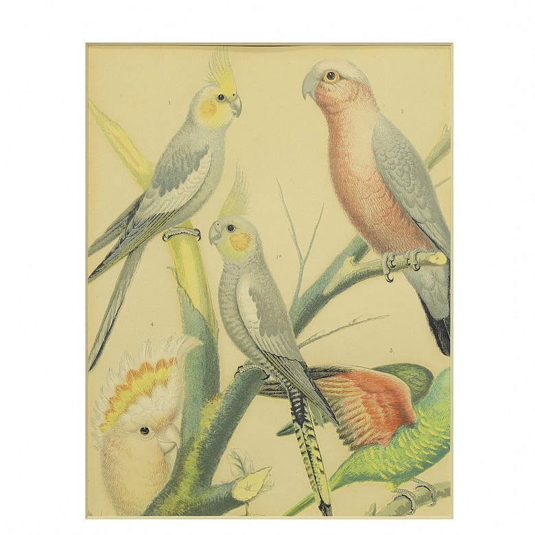 Conjunto de cuatro láminas de pájaros, S.XX - 10