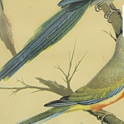 Conjunto de cuatro láminas de pájaros, S.XX - 3