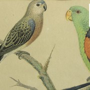 Conjunto de cuatro láminas de pájaros, S.XX - 6