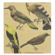 Set of four illustrations, 20th century - 2