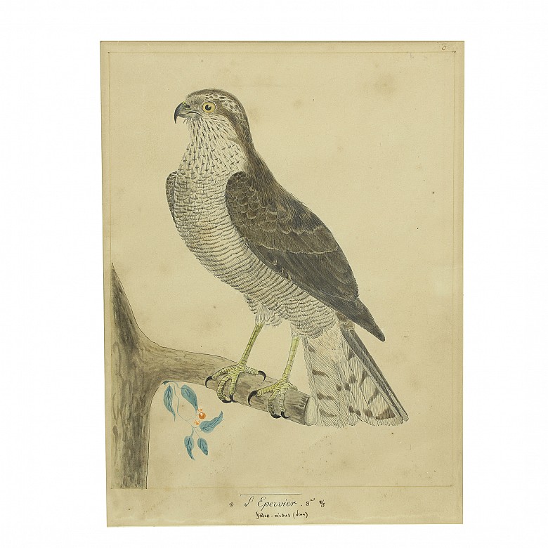 Pair of illustrations of birds, 20th century - 3