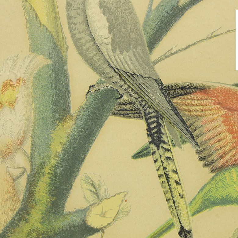 Conjunto de cuatro láminas de pájaros, S.XX - 5