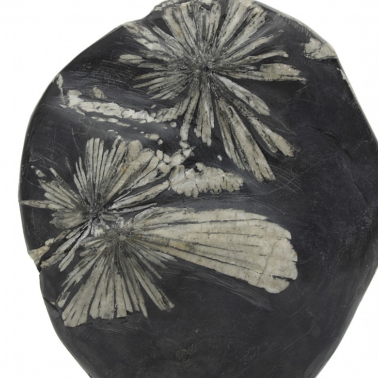 A chrysanthemum stone Suiseki, with pedestal, 20th Century
