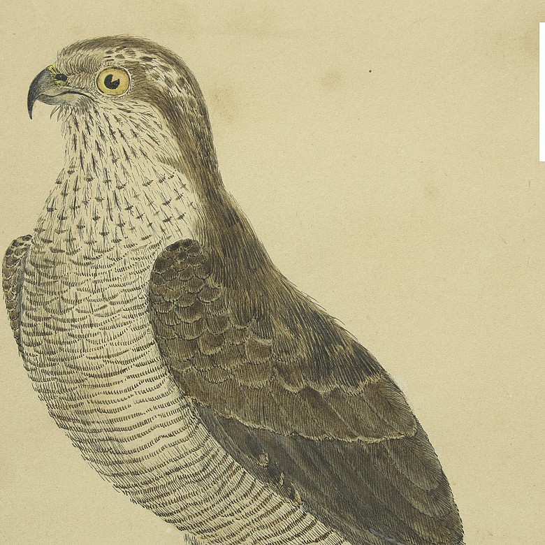 Pair of illustrations of birds, 20th century - 5