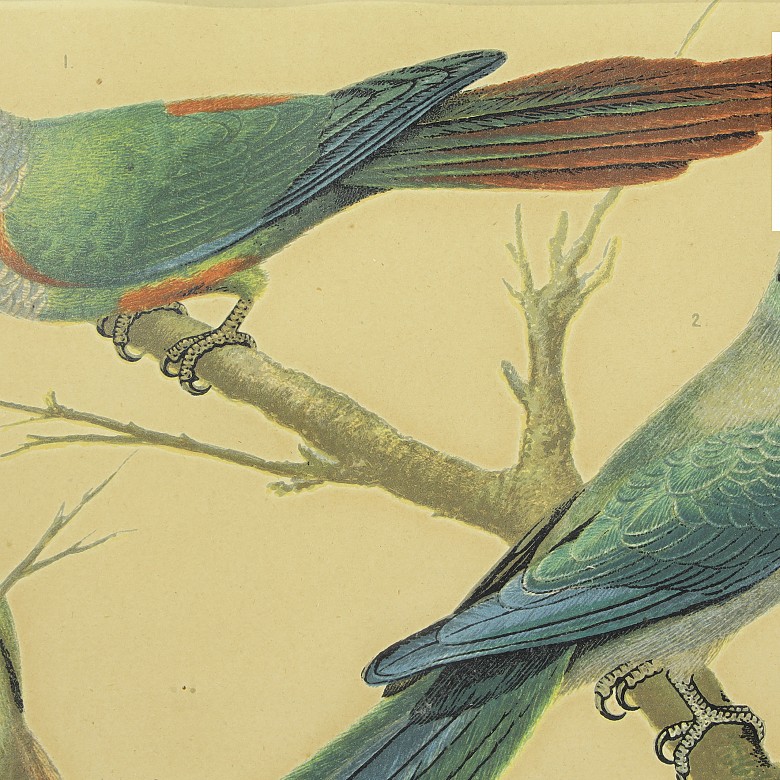 Set of four paintings of birds, 20th century