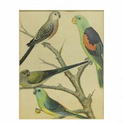 Conjunto de cuatro láminas de pájaros, S.XX - 7