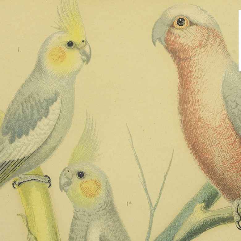 Set of four paintings of birds, 20th century - 8