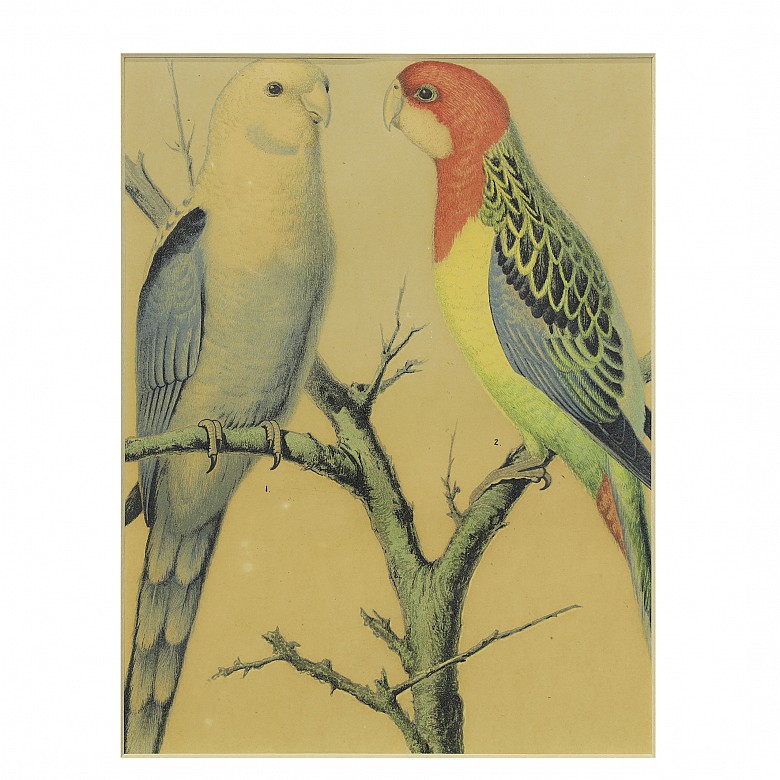 Conjunto de cuatro láminas de pájaros, S.XX - 9